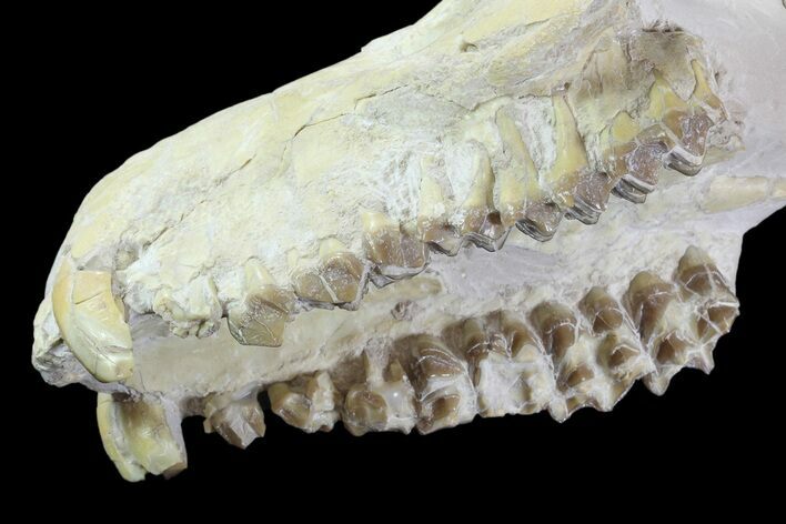 Oreodont (Merycoidodon) Partial Skull - Wyoming #93753